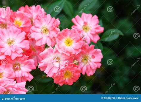 Bulgarian Rose Valley Rose Damascena Fields Stock Photo Image Of