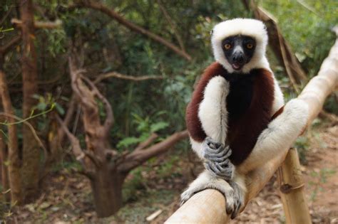 Funny Lemur In Madagascar Free Image Download