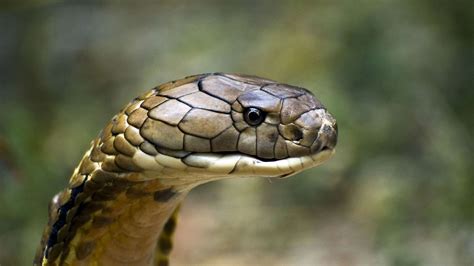 King Cobra Vs Black Mambas Find Out Who Is More Venomous And Dangerous