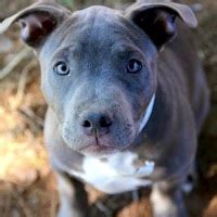 We are located in salt lake city/salt lake county and serve communities throughout the state of utah. Pit Bull Rescue ― ADOPTIONS