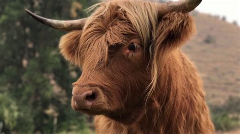 Scottish Highland Cattle Quick Intro To This Gentle