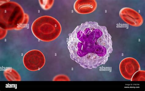 Monocyte And Red Blood Cells Illustration Stock Photo Alamy
