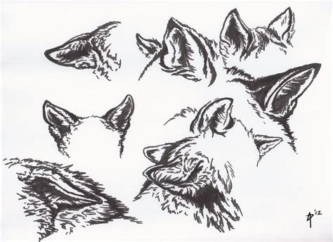 A Study Of Wolves All Ears By Angel Pup On Deviantart Wolf Drawing