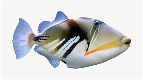Triggerfish Sea Life Isolated Animal Free Psd Rawpixel