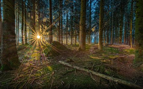 Sunset Sun Rays In Pine Forest Winter Landscape Photography Hd
