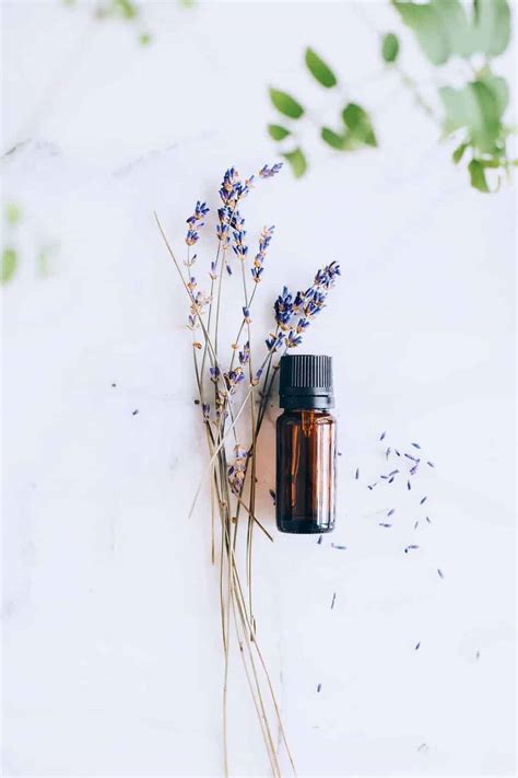 Like humans, cats get stressed too thus essential oils were as well used on pets. 3 Green Cleaning Lavender Oil Uses + Recipes | Hello Glow