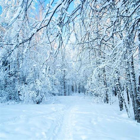 Snow Covered Forest Winter Landscape Photography Backdrop