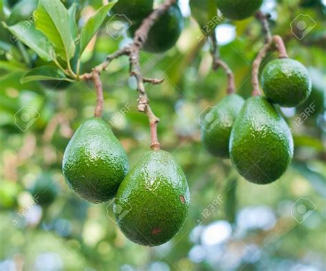 Learn more about the history, uses, and types of avocados. Avocado Tree Stock Photos Images, Royalty Free Avocado ...