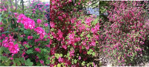 71 Red Flowering Currant