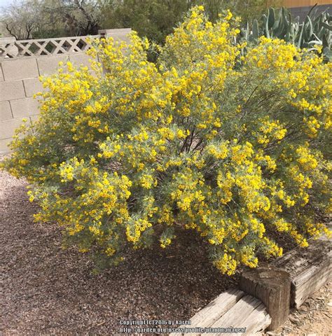 Photo Of The Entire Plant Of Silver Cassia Senna Artemisioides Posted By Plantmanager