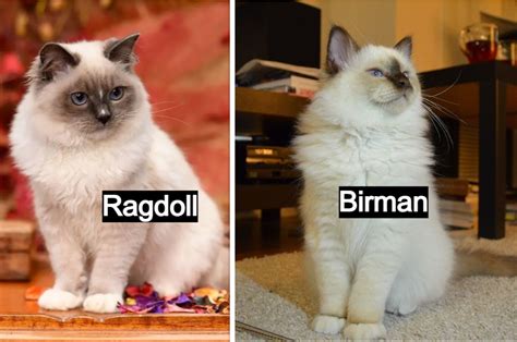 Birman Vs Ragdoll What Are The Differences