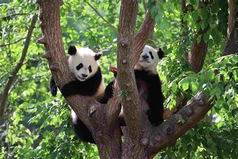 Giant Panda Bear Twins Celebrate Their First Birthday At A Zoo In Madrid