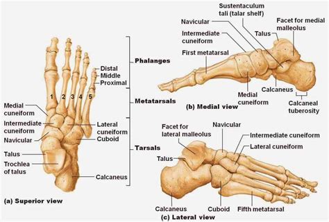 Anatomy The Bones Of The Lower Limb