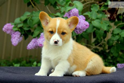 Free dog classifieds pawbe is here to help you find the perfect puppy for you and your family breeders and puppy owners can list their cute puppies here. Welsh Corgi, Pembroke puppy for sale near Lancaster ...