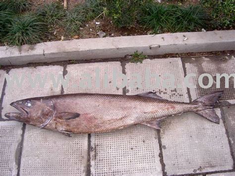 Baikal Oilfishcameroon Baikal Oilfish Price Supplier 21food