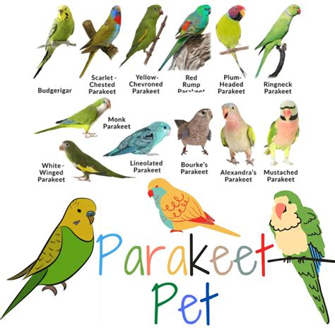 Names For Parakeets Best Parakeets Names Cute Parakeet Names