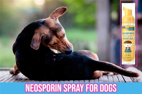 Antibacterial Neosporin Spray For Dogs Skin Infections