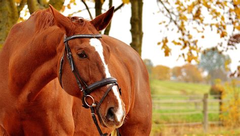 Why The Horse Health Programme Is A Good Idea For Horse Owners Horse