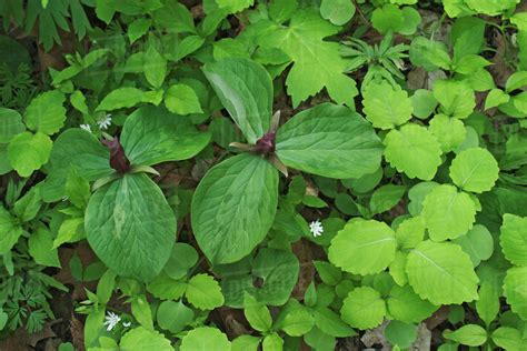 Toadshade Or Red Trillium Trillium Sessile Stock Photo Dissolve