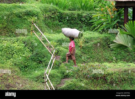 A Female Farmer Working In The Terraced Rice Paddies At Tegalallang In Ubud Bali Indonesia