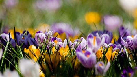 Beautiful Spring Wallpapers Pictures Images