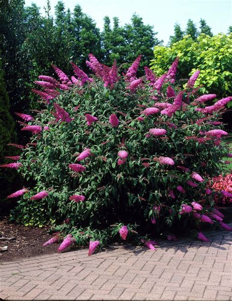 Butterfly Bush Pink Delight Buddleja Davidii Pink Delight