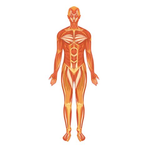 Myologia Sistema Muscular Cuerpo Humano Descargar Pngsvg Transparente