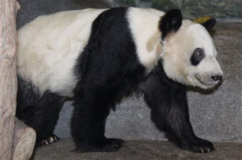 Memphis Zoo Researchers Accomplish Breakthrough In Panda Biology