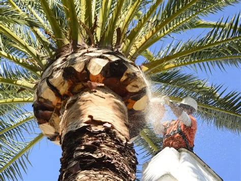 How To Prune A Palm Tree