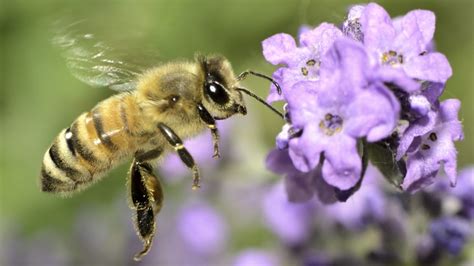 13 Fascinating Facts About Bees Mental Floss