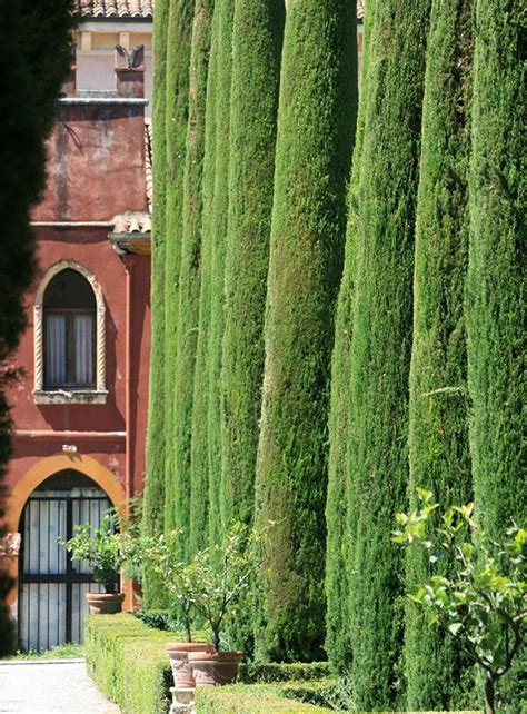 40 Best Italian Cypress Images On Pinterest Italian Garden Nature