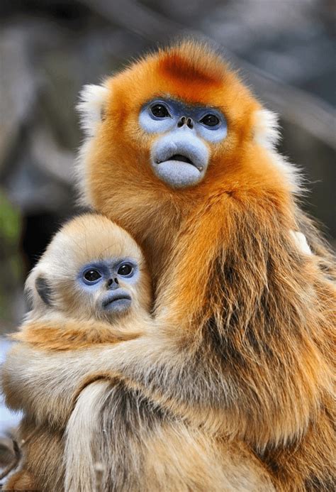 🔥 The Golden Snub Nosed Monkey From The Remote Chinese Himalayas 🔥 R