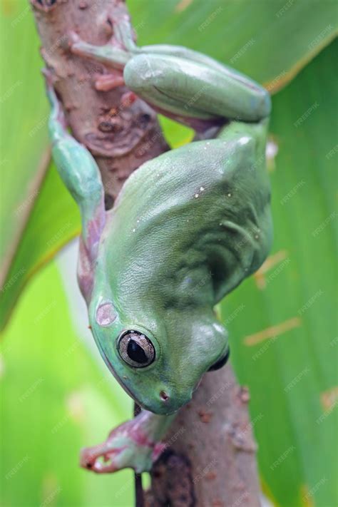 Free Photo Dumpy Frog Litoria Caerulea On Green Leaves Dumpy Frog On