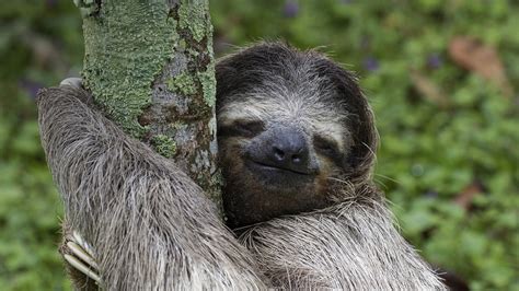 The Grinning Sloth 1920 X 1080 Rwallpapers