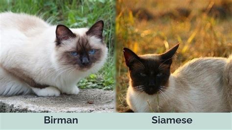 Birman Vs Siamese Cats The Differences With Pictures Hepper