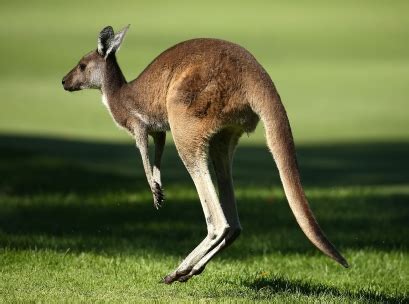 Wet dog food is recommended for all breeds. Kangaroo pet food trial in Victoria to become permanent ...