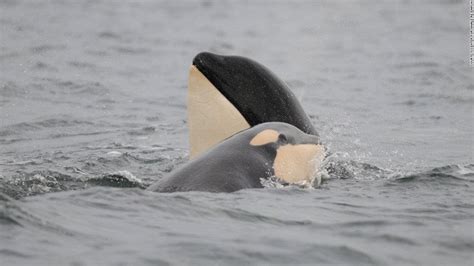 Orca Baby Boom Off British Columbia