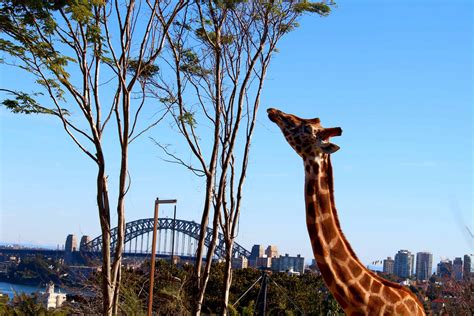 The Best Wildlife Parks Zoos In Sydney 2023 Passport Down Under