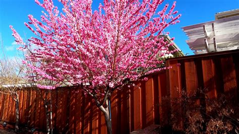 Early Pink Flowering Peach Tree Lunar New Year 2021 Prunus Persica
