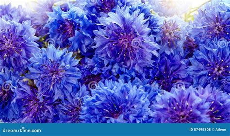 Beautiful Bouquet Of Blue Cornflowers Background Stock Photo Image Of