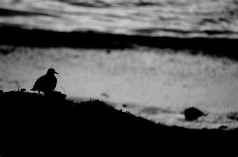 Silhouetted Bird Free Stock Photo Public Domain Pictures