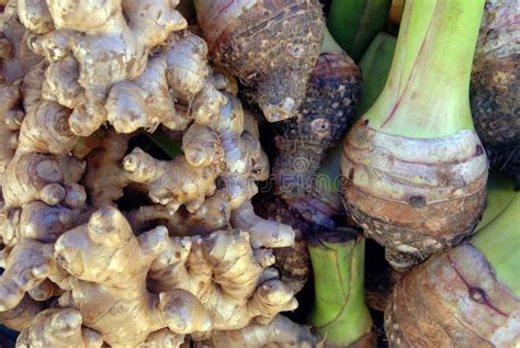 Asian Edible Roots And Tubers Stock Image Image Of Cookery Ginger