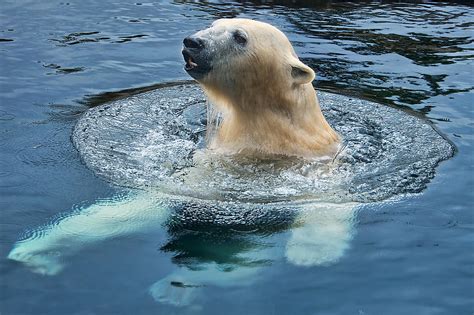 Polar Bear Swim In Cold Water Photograph By Berkehaus Photography