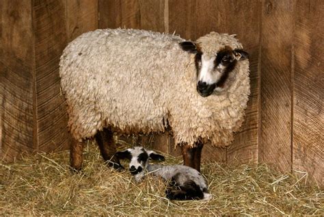 5 Rare Sheep Breeds To Save From Extinction Countryside Network Pet