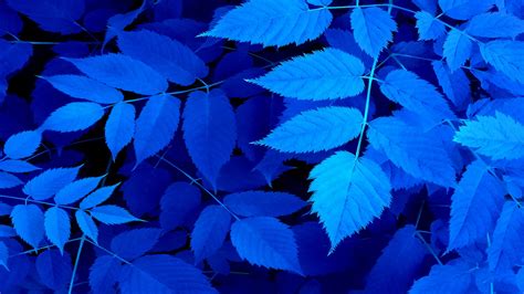 Wallpaper Sunlight Leaves Branch Blue Tree Leaf Flower Petal