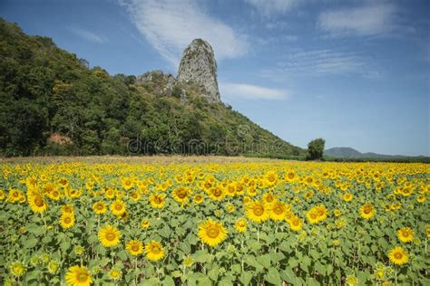 Thailand Lopburi Sunflower Field Editorial Stock Photo Image Of