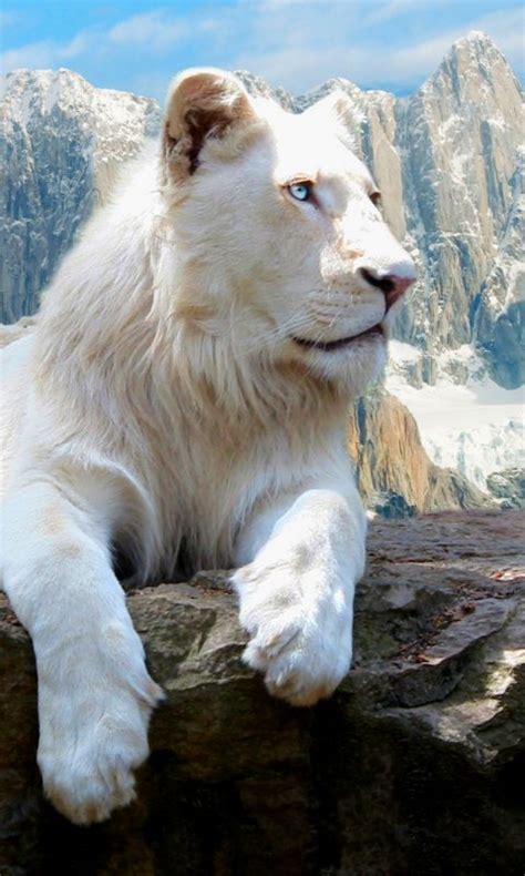 White lion wallpaper apk content rating is teen and can be downloaded and installed on android devices supporting 14 api and above. 480×800 Free Android Mobile Phone Wallpapers | Free Wallpapers