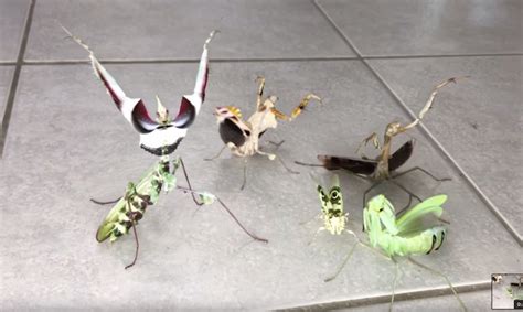 Mantis Squad Activate Watch Praying Mantises Get Aggressive In Unison