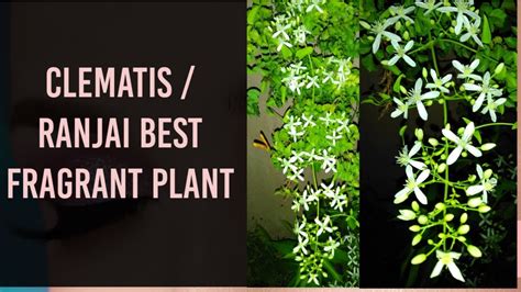 Clematis ligusticifolia is a climbing, spreading vine with showy flowers. Clematis ligusticifolia / Ranjai, Best fragrant plant of ...