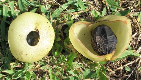 Having a flat circular structure attached to a stalk near the center, rather from each segment, near its base, a stalked peltate sporangiophore arose; National Tropical Botanical Garden | Hernandia ...